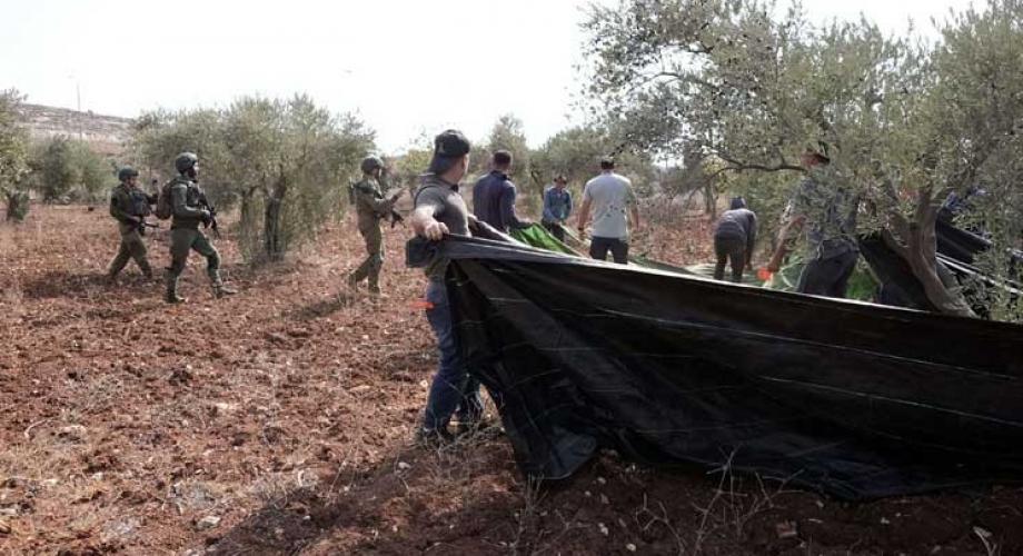 الاحتلال يلاحق مزارعي الزيتون